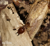 Macrotermes