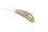 Ryin-silverfish