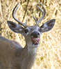 Deer Kylin