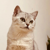 Wonderful Cat