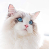 Dr White Cat