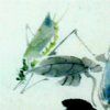 lingshi