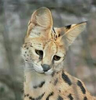 RieServal