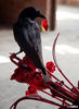 CrowNox