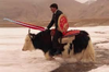 Qin_yingchuan