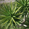 Yucca