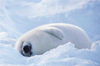 Fool Seal