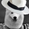 Dogcity
