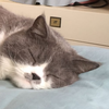 cat Sapphire