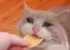 EllieYolk