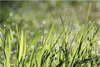 Just grass