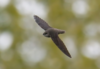 Apodidae Swift