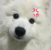 NanZhouZ