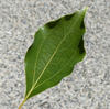 Camphora