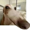 mq_dada