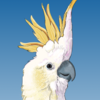 Triton_Cockatoo
