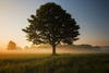 only a tree