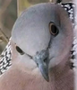 birdwings