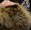 mrcat0779