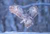 Strix uralensis