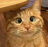 catalycat