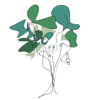 acoriander