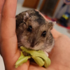 DrHamster