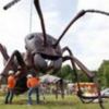 just an Ant