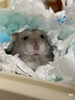 smelly mouse