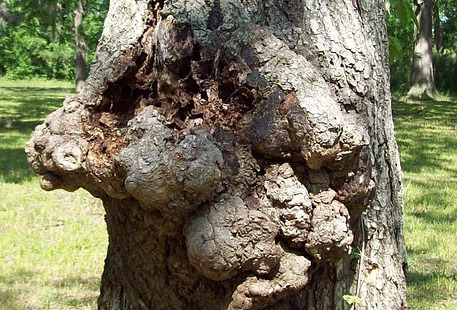 tree1A.jpg