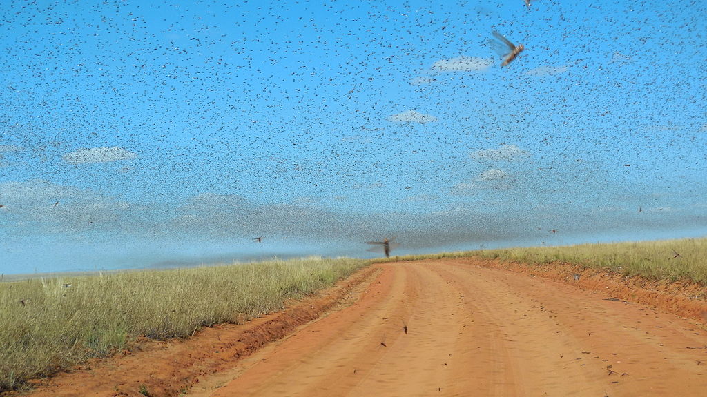 Swarm_of_Locusts.JPG