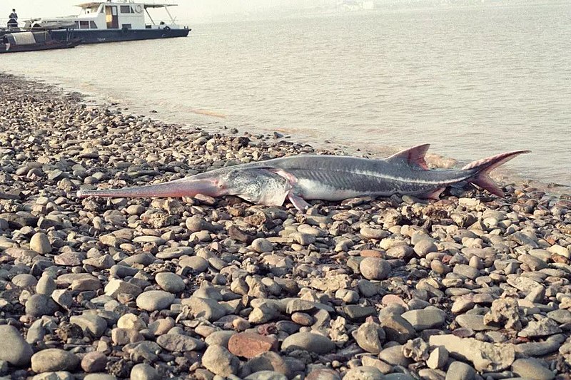 800px-Chinese_Paddlefish.jpg