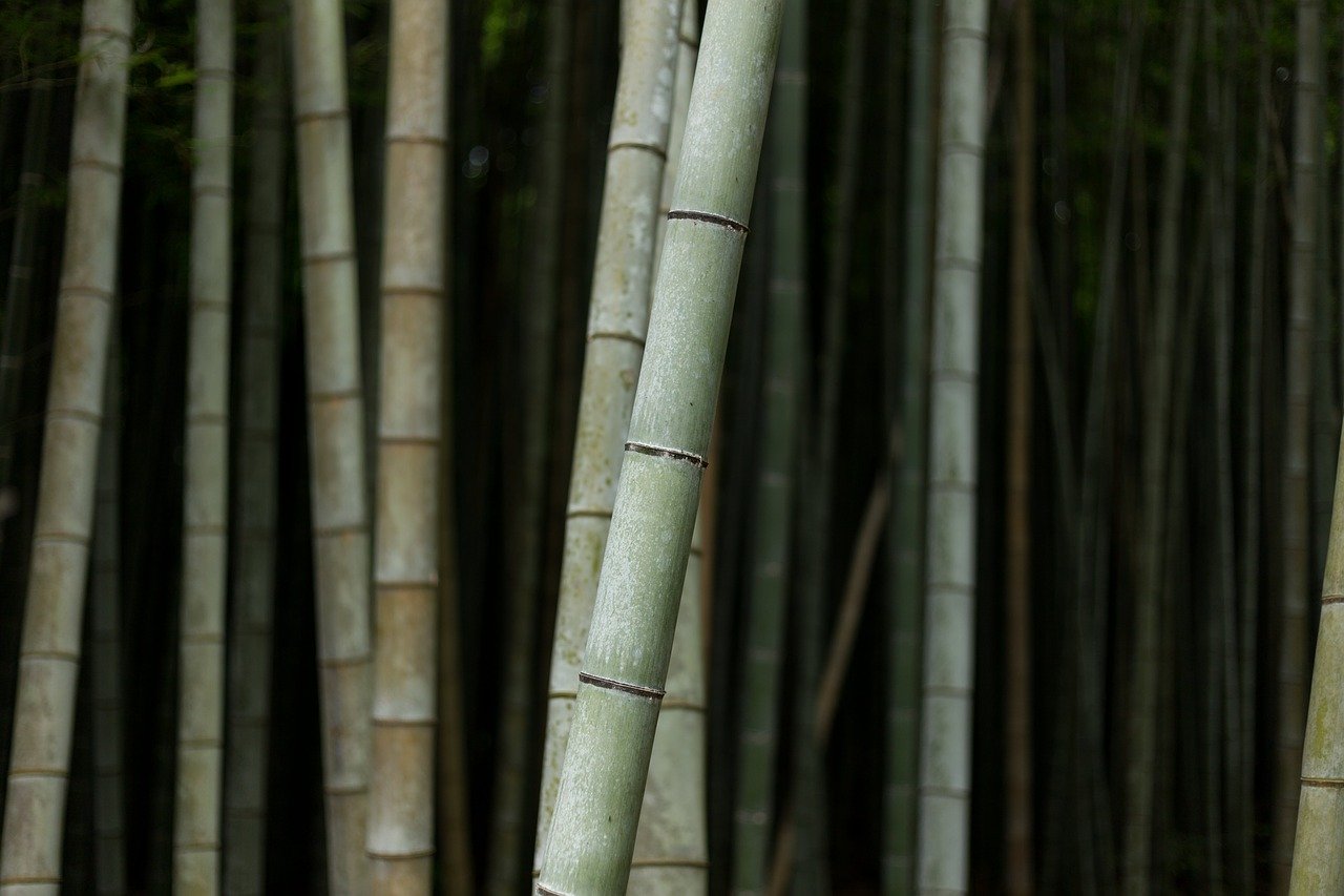 bamboos-1846479_1280%281%29.jpg