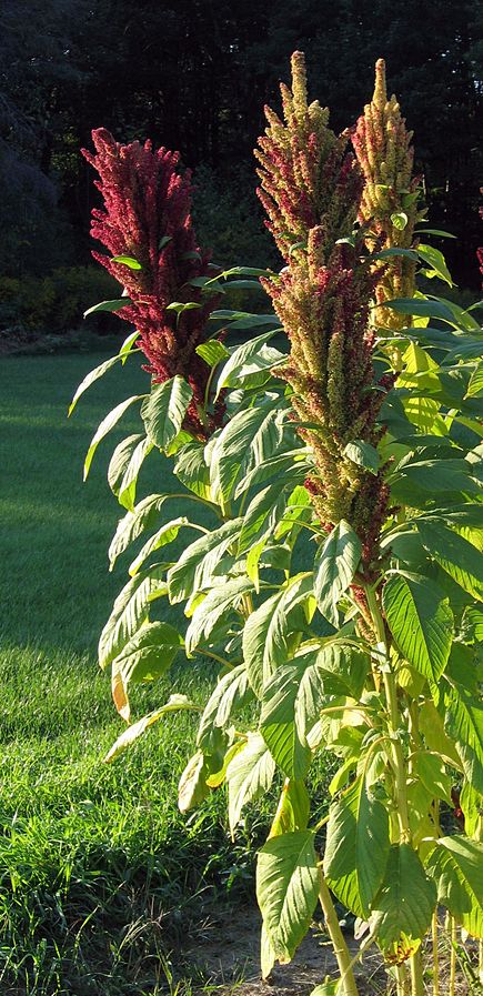 Amaranth.jpg