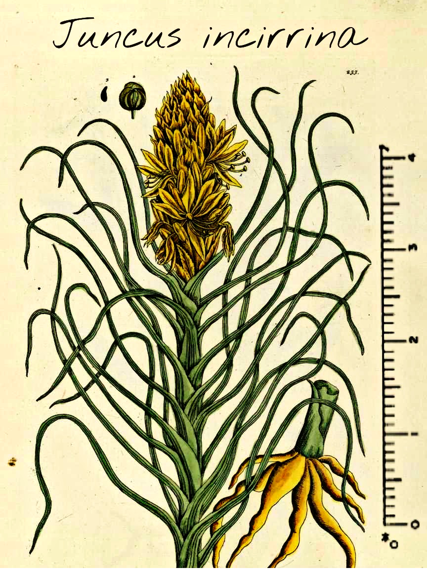 juncus.png