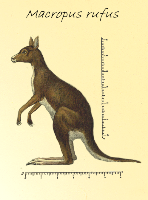 macropusrufus.png