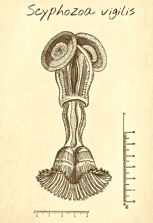 scyphozoa.png