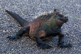 iguane2.jpg