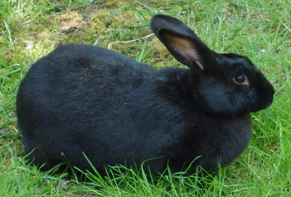 lapin-3.JPG