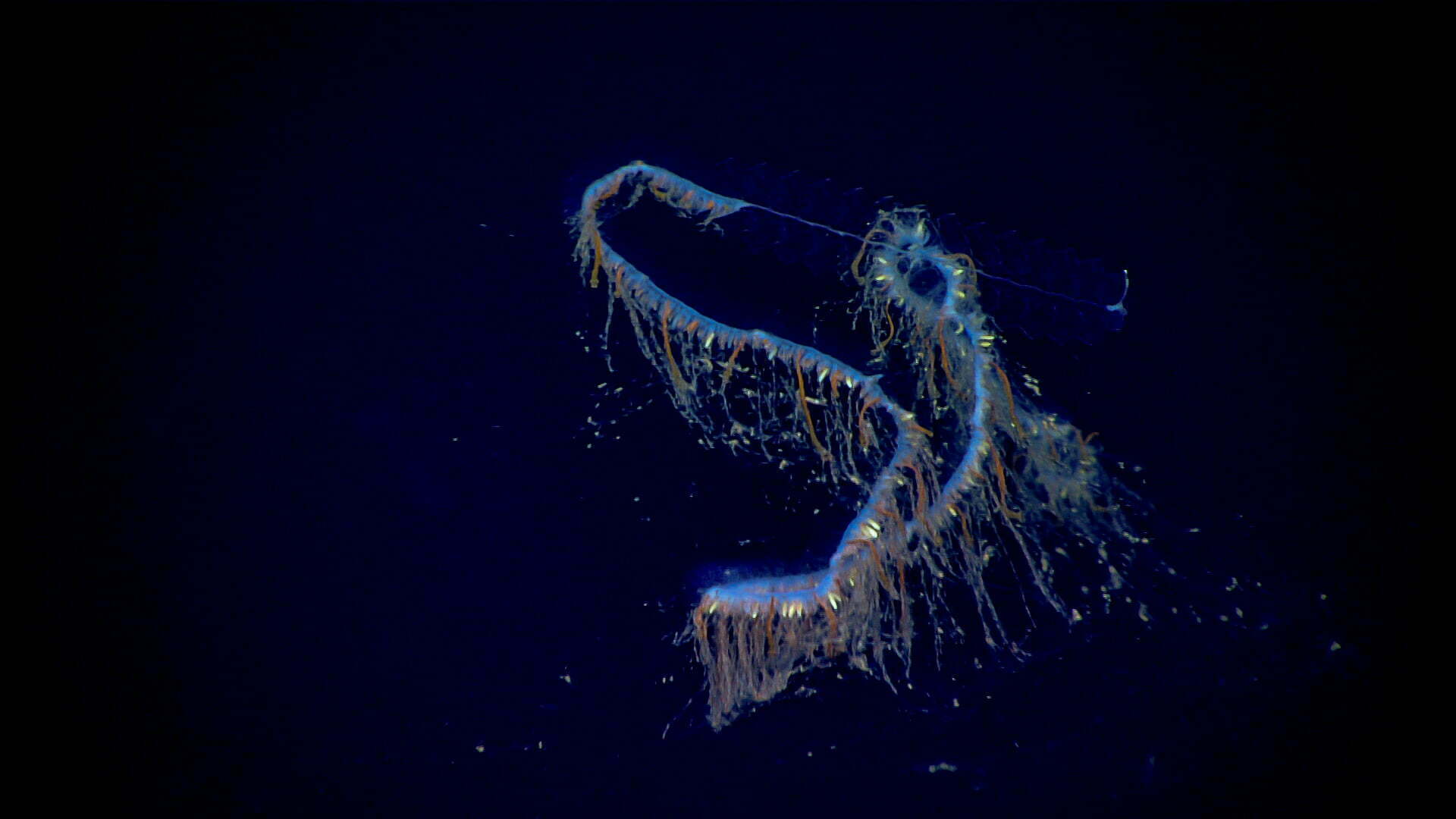 siphonophore.jpg