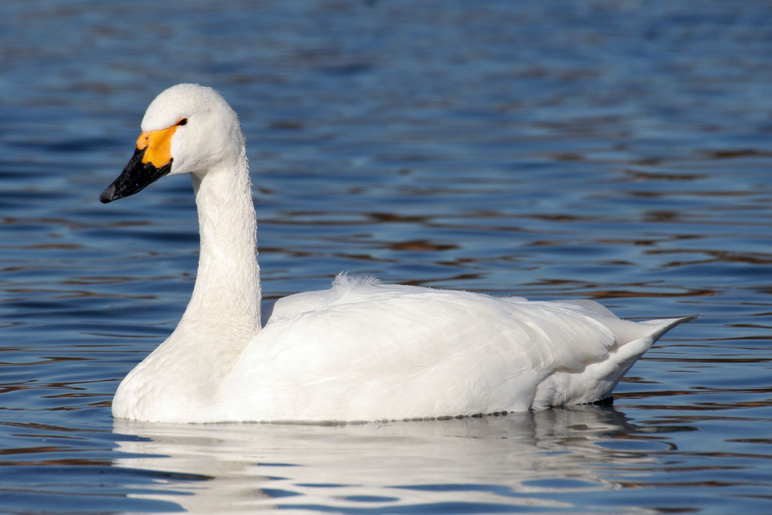 cygne.jpg