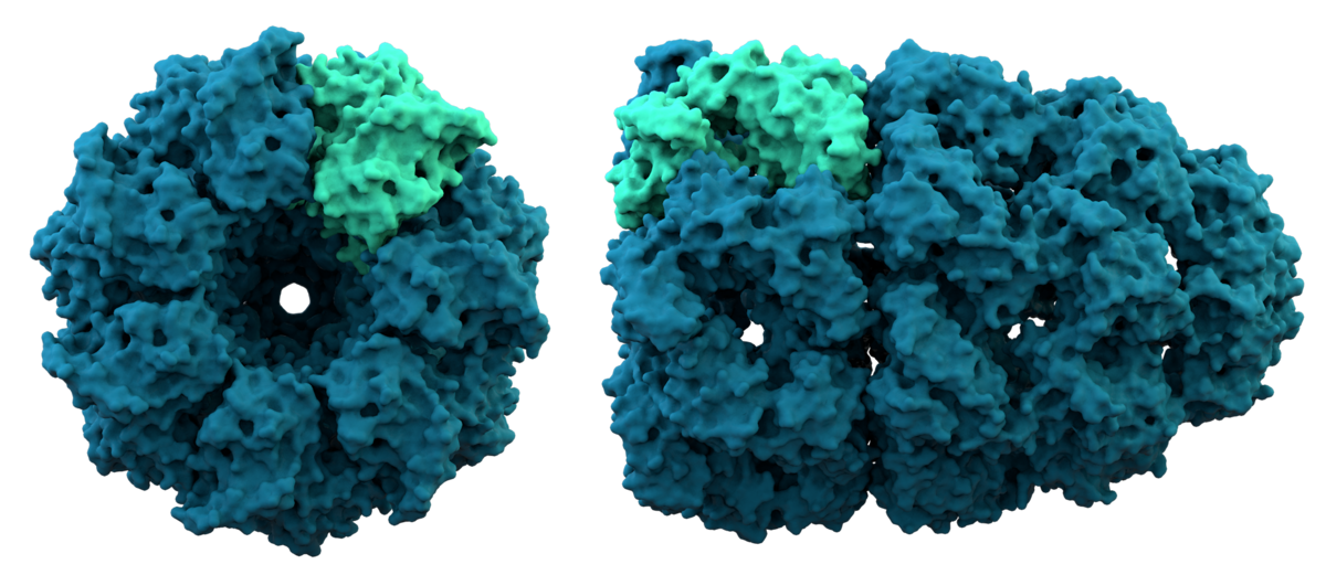 1200px-Chaperonin_1AON.png