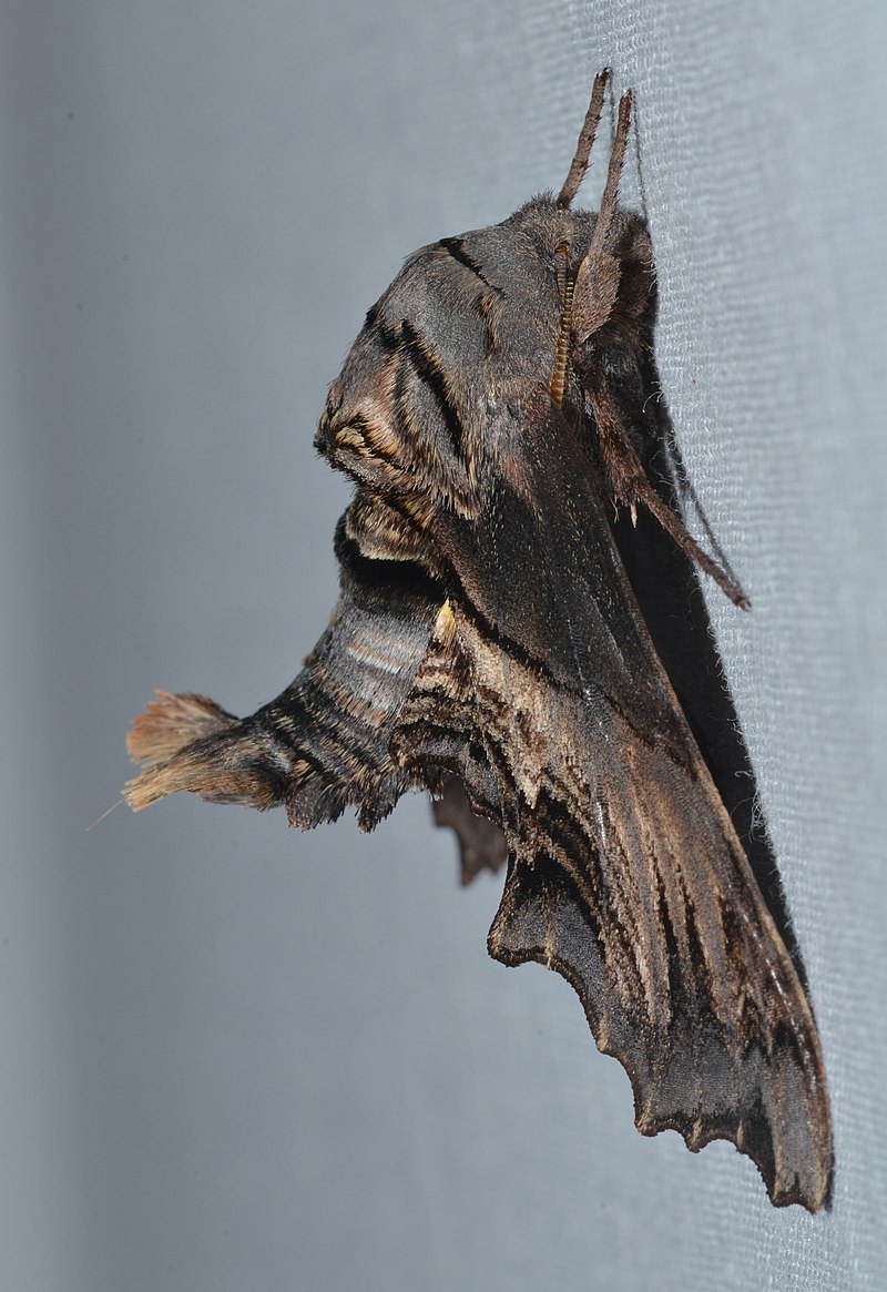 Abbot's-Sphinx-Moth-1.jpg