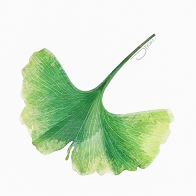 Leaf-Jinn-Ginkgo.png