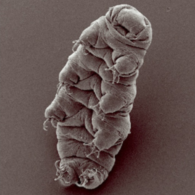 tardigrado.jpg