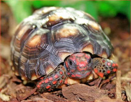 tortue-pattes-rouges.jpg