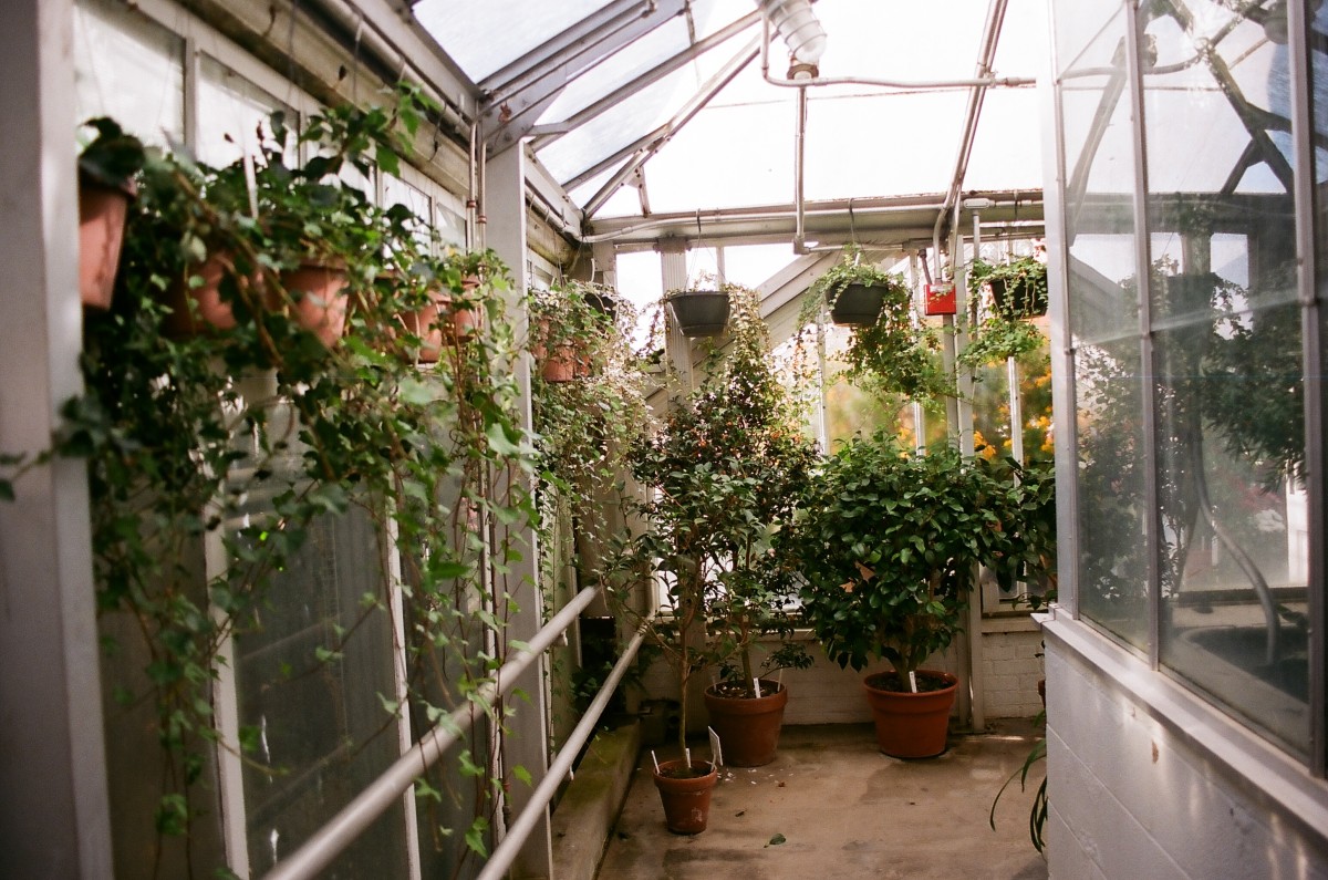 greenhouse.jpg