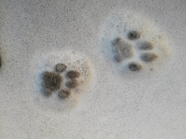 paw-prints-583794_640.jpg