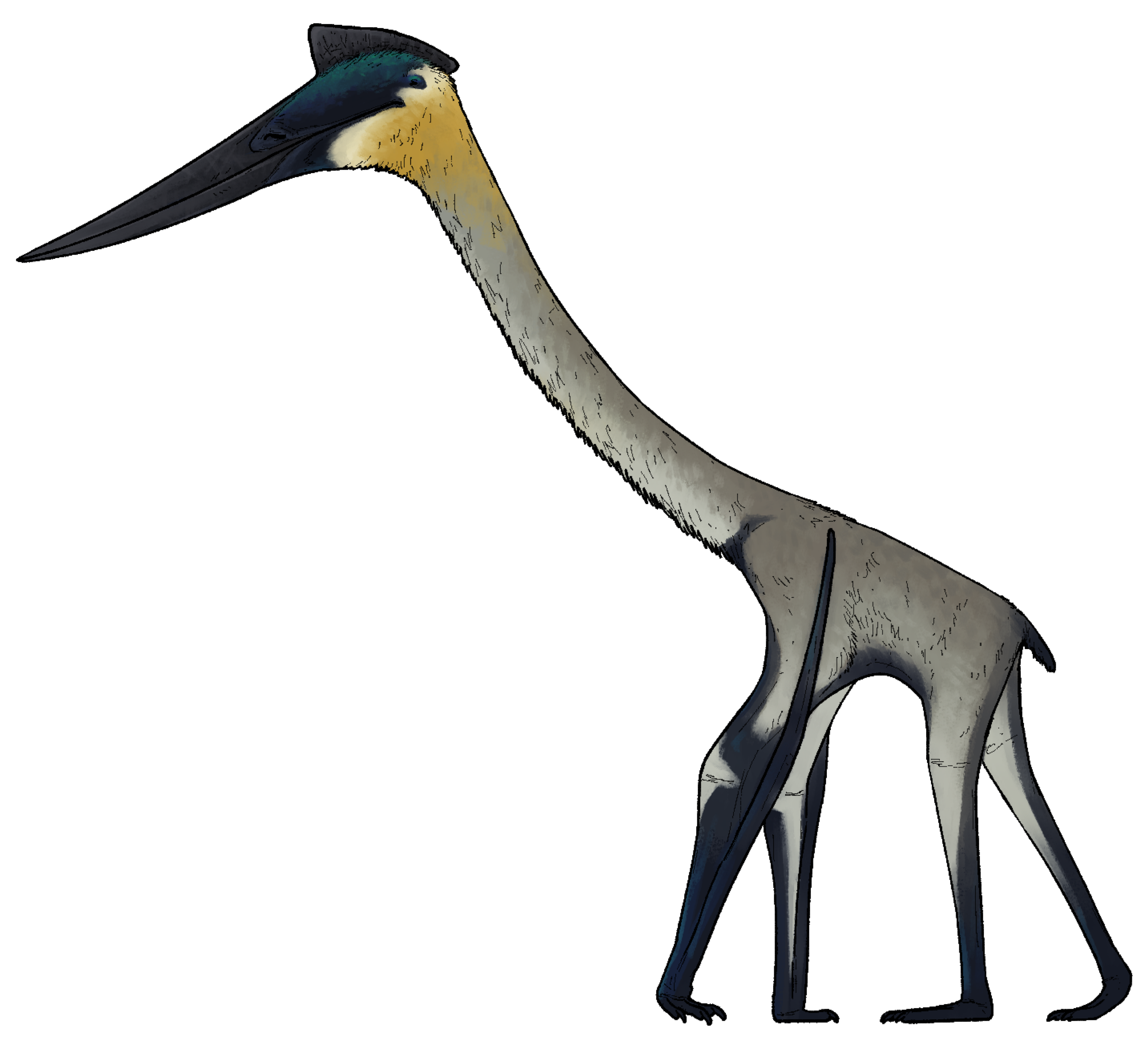 Quetzalcoatlus_lawsoni.png