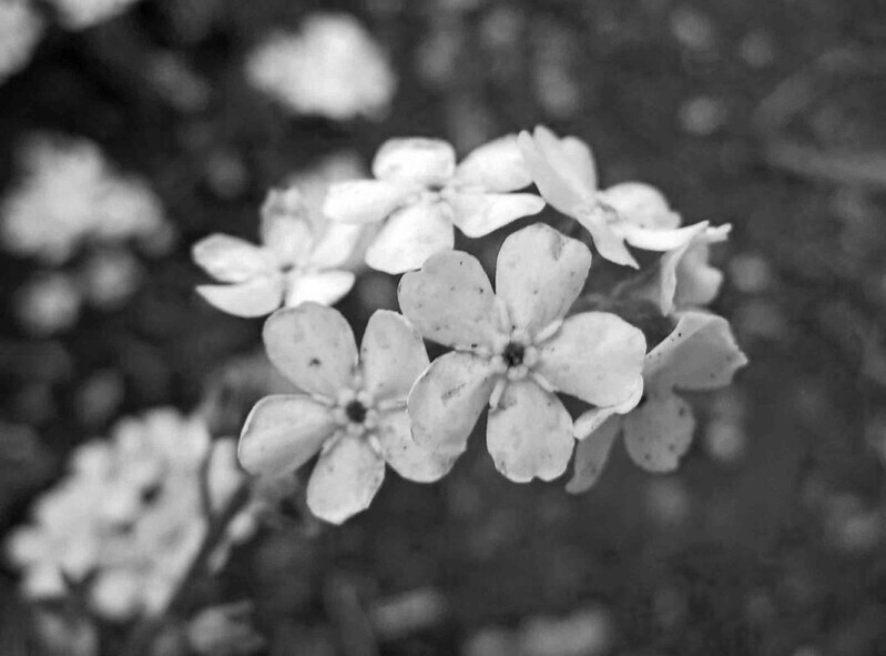 monochrome-forget-flower
